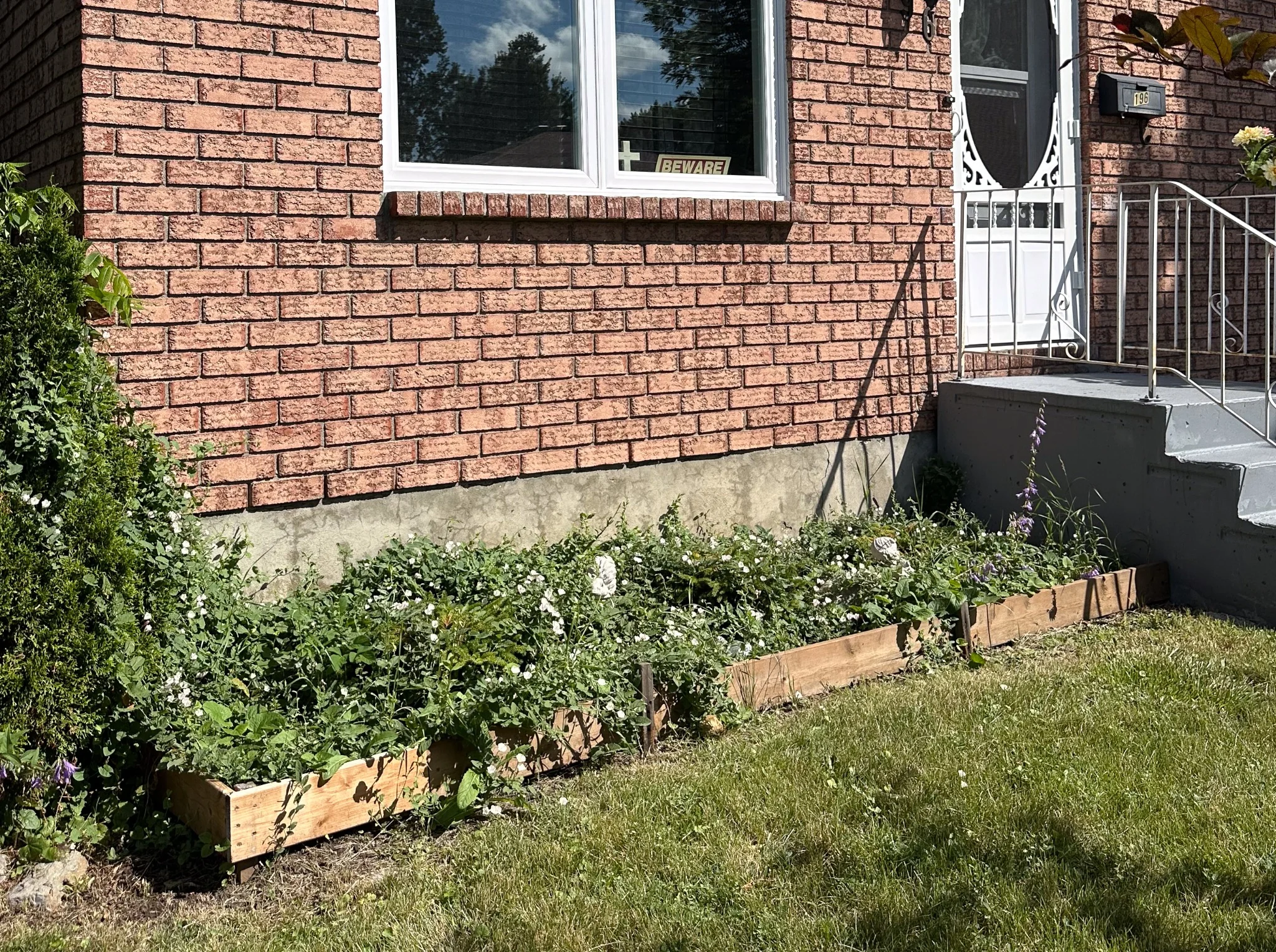 Overgrown front garden bed in Cornwall before cleanup and mulching