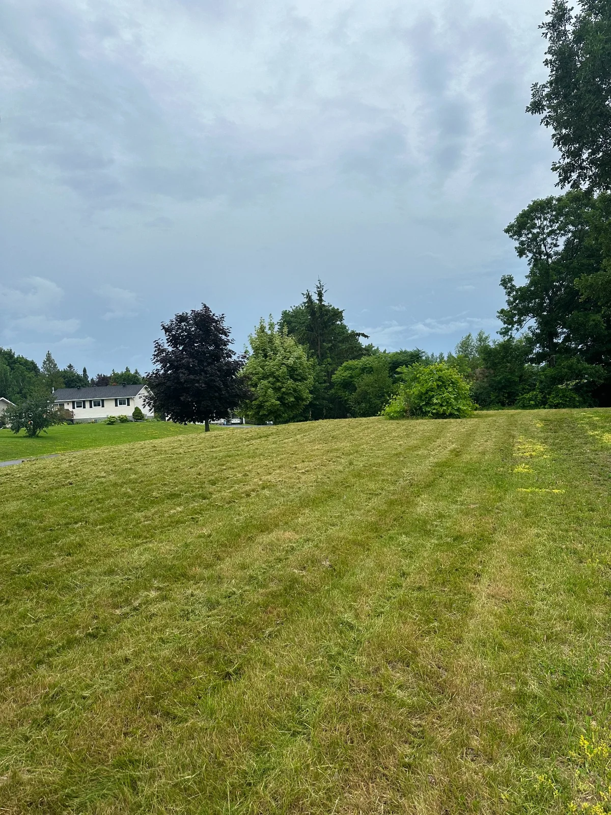 Freshly cut Cornwall-area lawn after Walkers Landscaping service