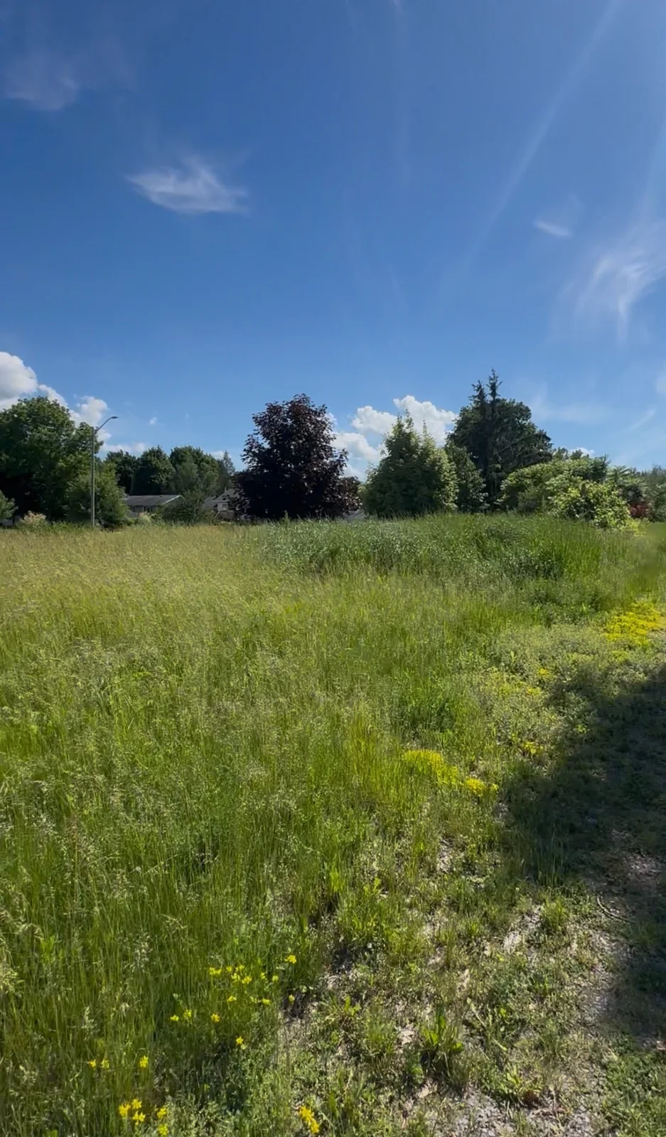 Overgrown lawn in the Cornwall area before Walkers Landscaping service